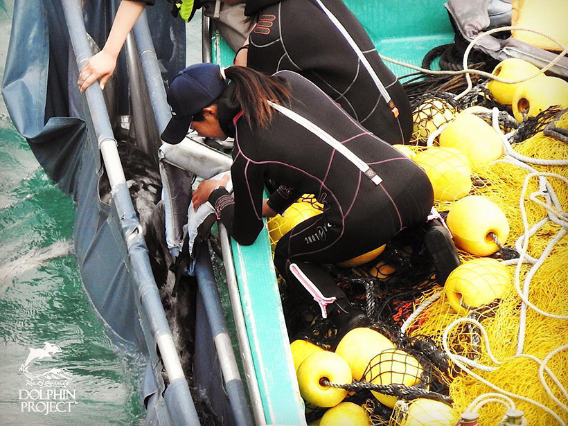 Trainer sieht sich ein entführtes Delfinkind an, besorgt um das Wohl ihres Profits